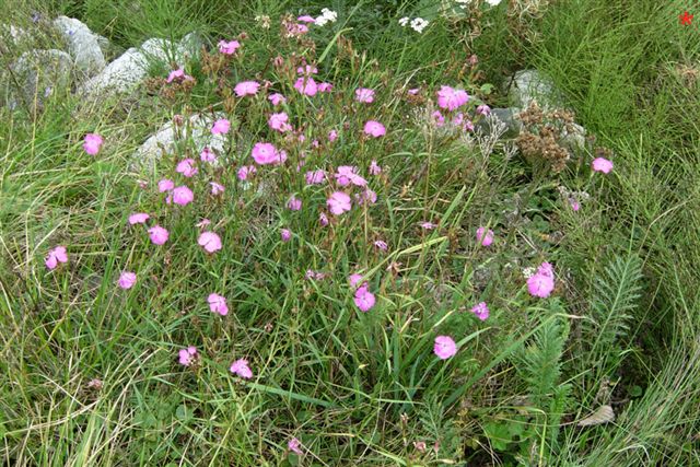 Dianthus deltoides?